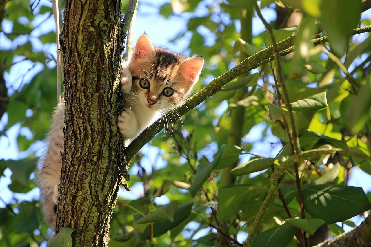 Comment Accueillir Un Chaton A La Maison Le Crayon D Or
